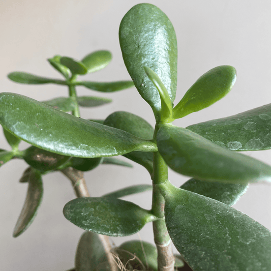 Guía del Árbol de Jade