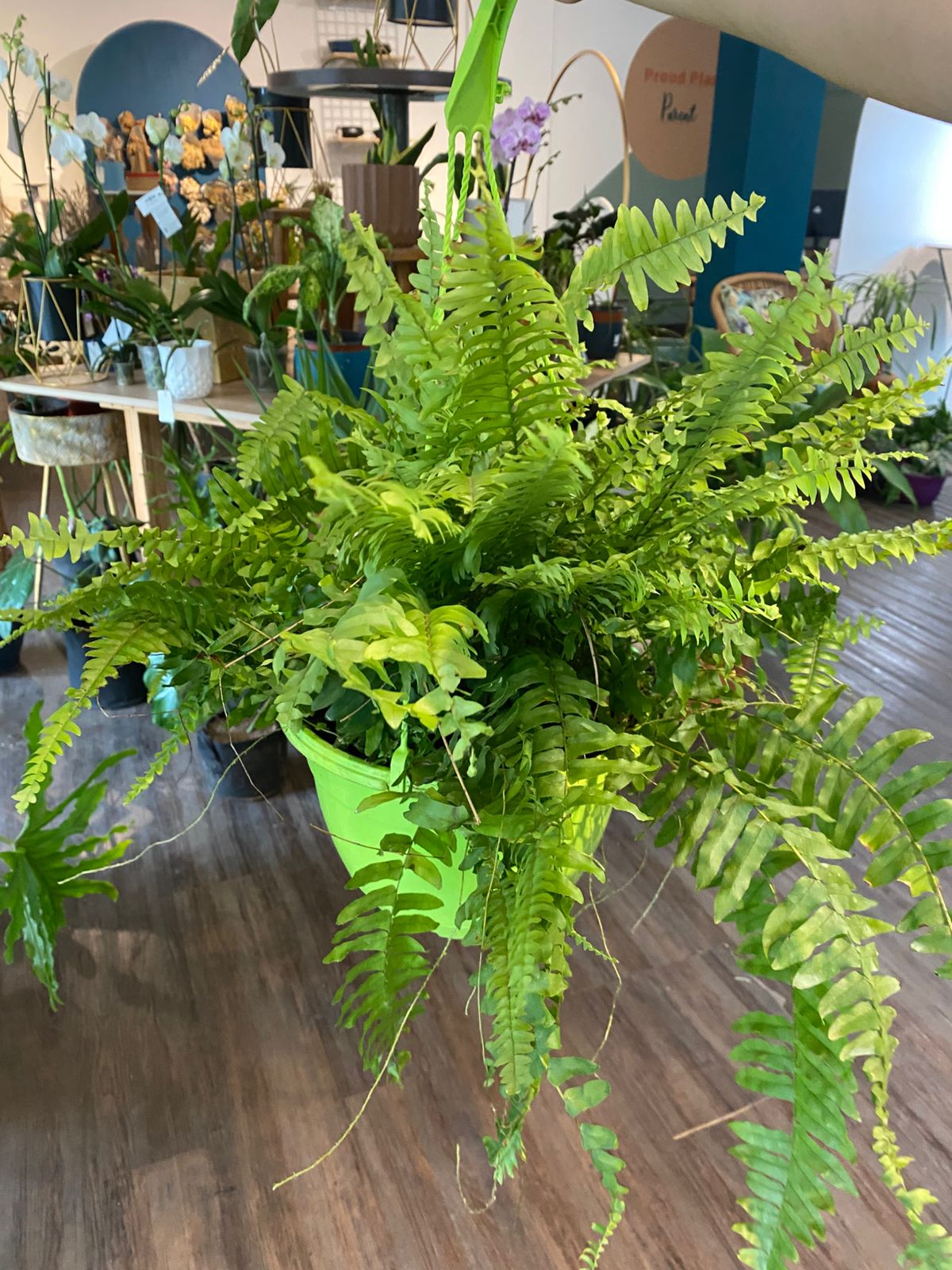 Helecho Boston "Nephrolepis exaltata"