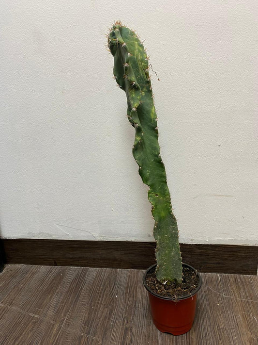 Cactus Cereus Repandus