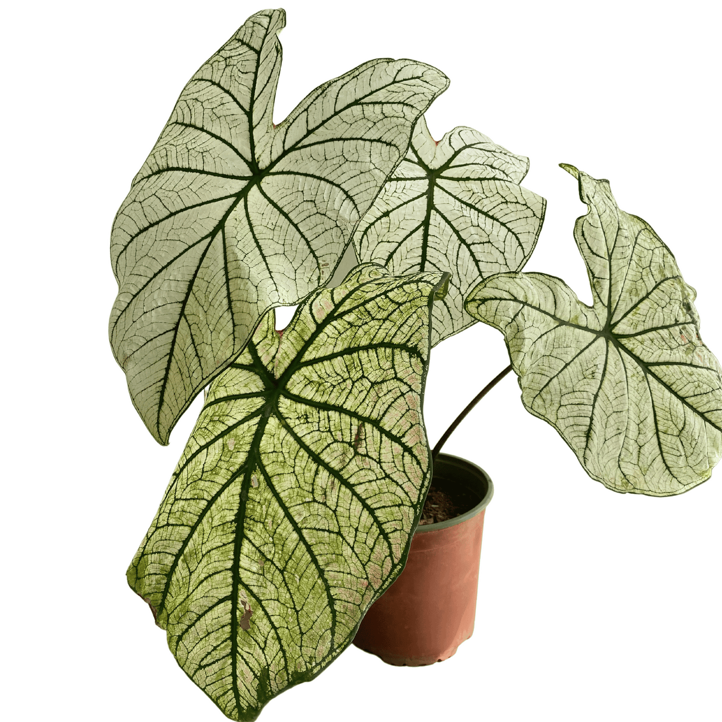 Caladium Allure - Planta Exótica de Follaje Impresionante