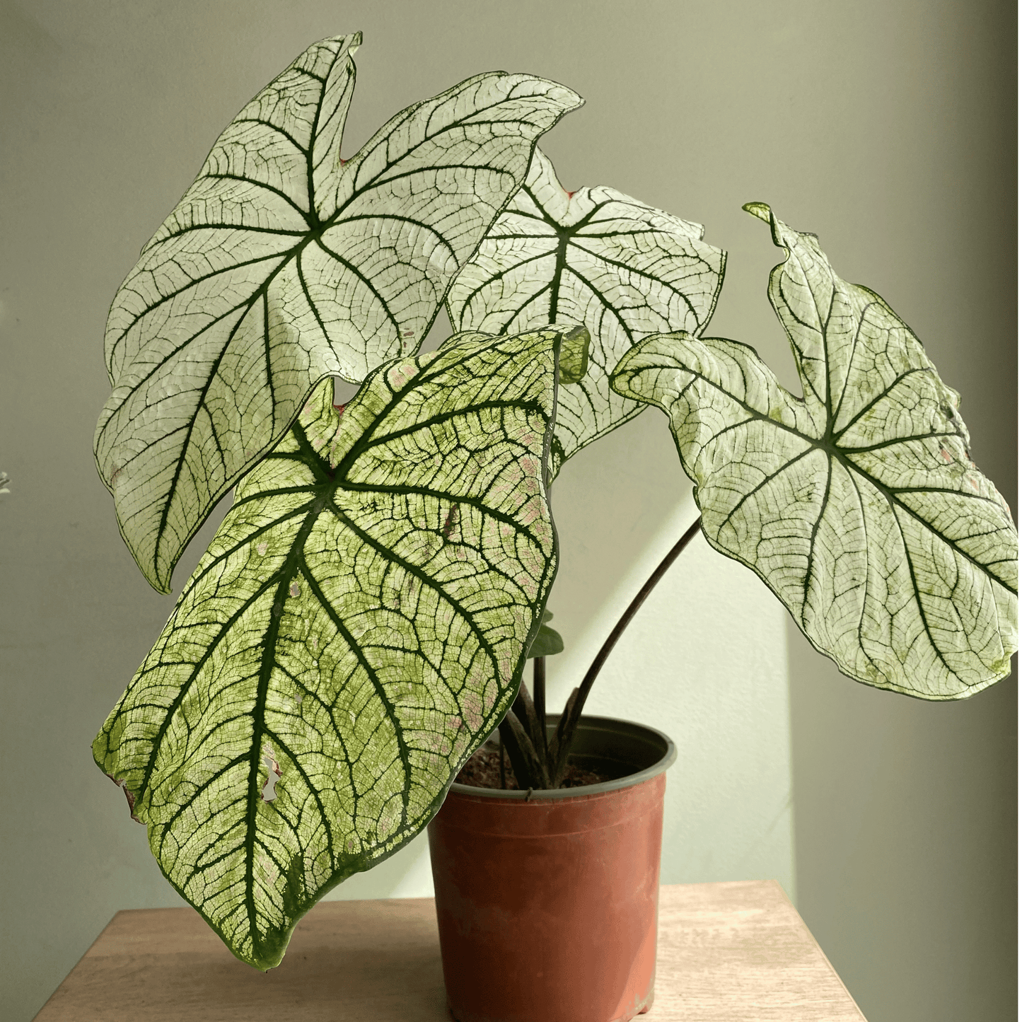 Caladium Allure - Planta Exótica de Follaje Impresionante