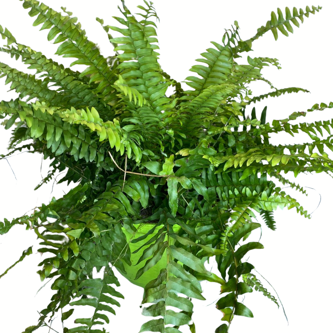 Helecho Boston "Nephrolepis exaltata"