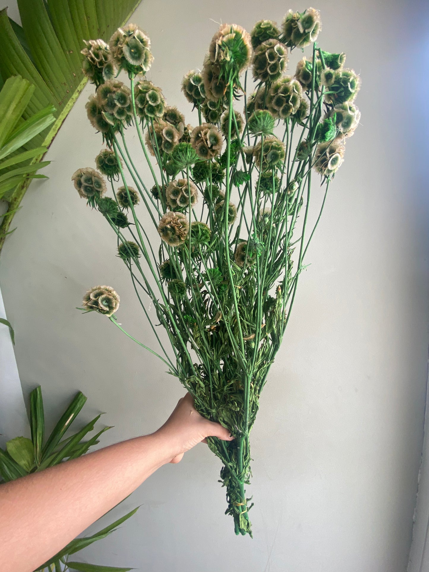 Globitos Preservados