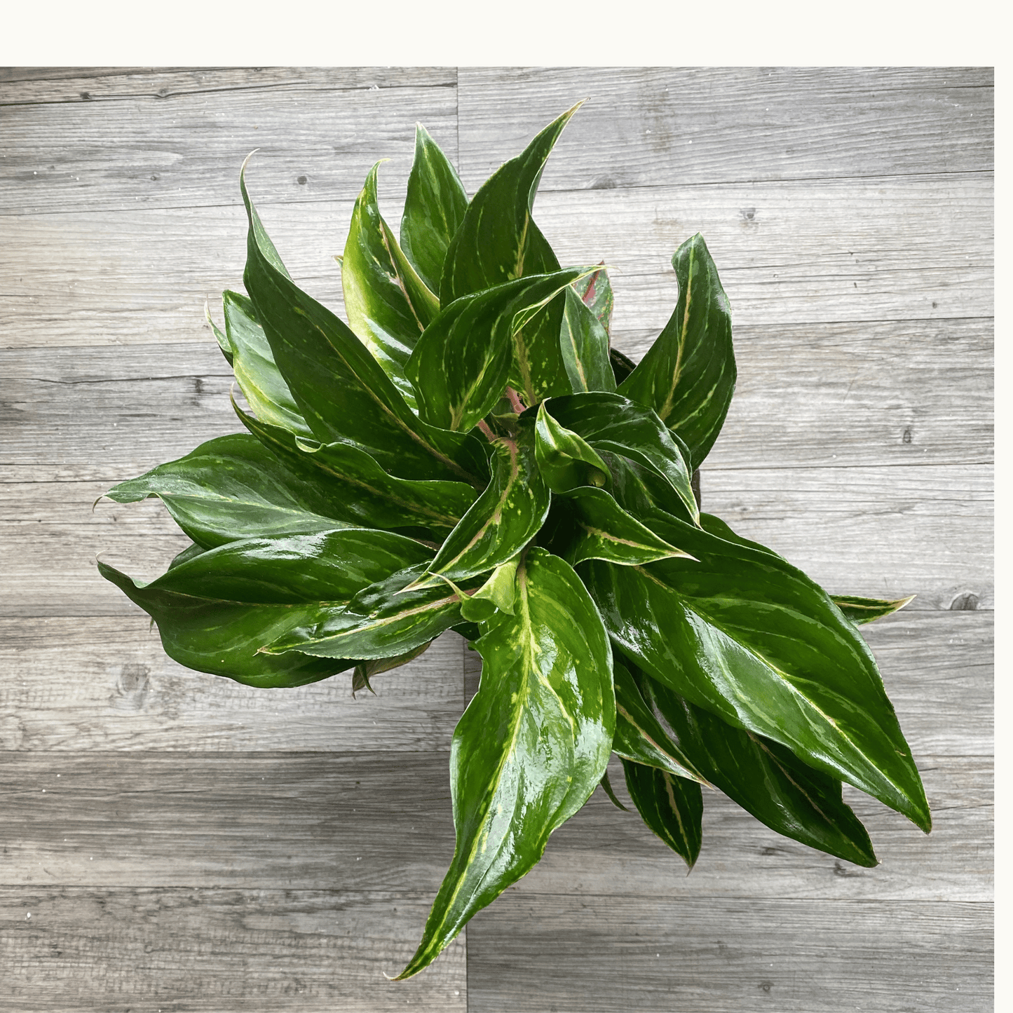Aglaonema Butterfly: Un Estallido de Color en una Planta Exótica de Interior