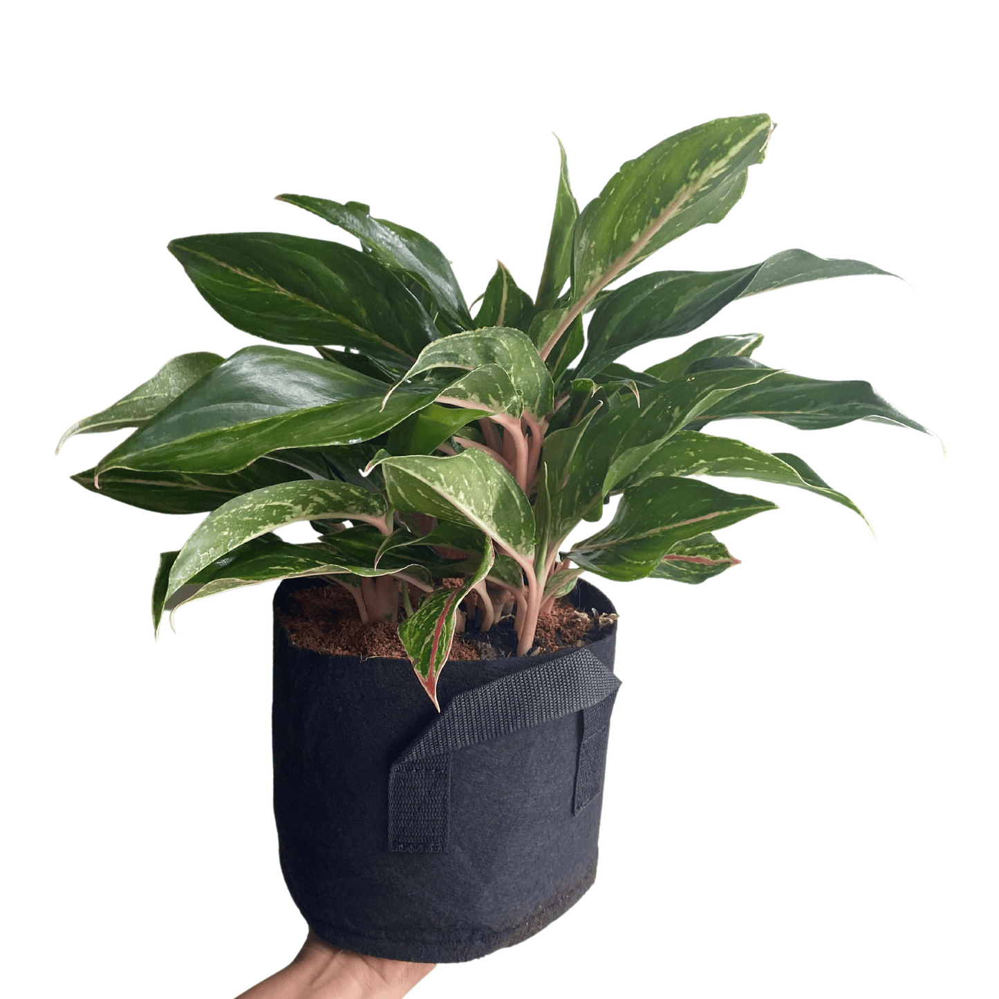 Aglaonema Butterfly: Un Estallido de Color en una Planta Exótica de Interior
