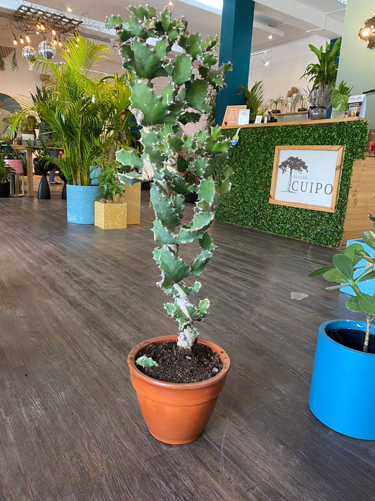 Cactus Euphorbia Grandicornis