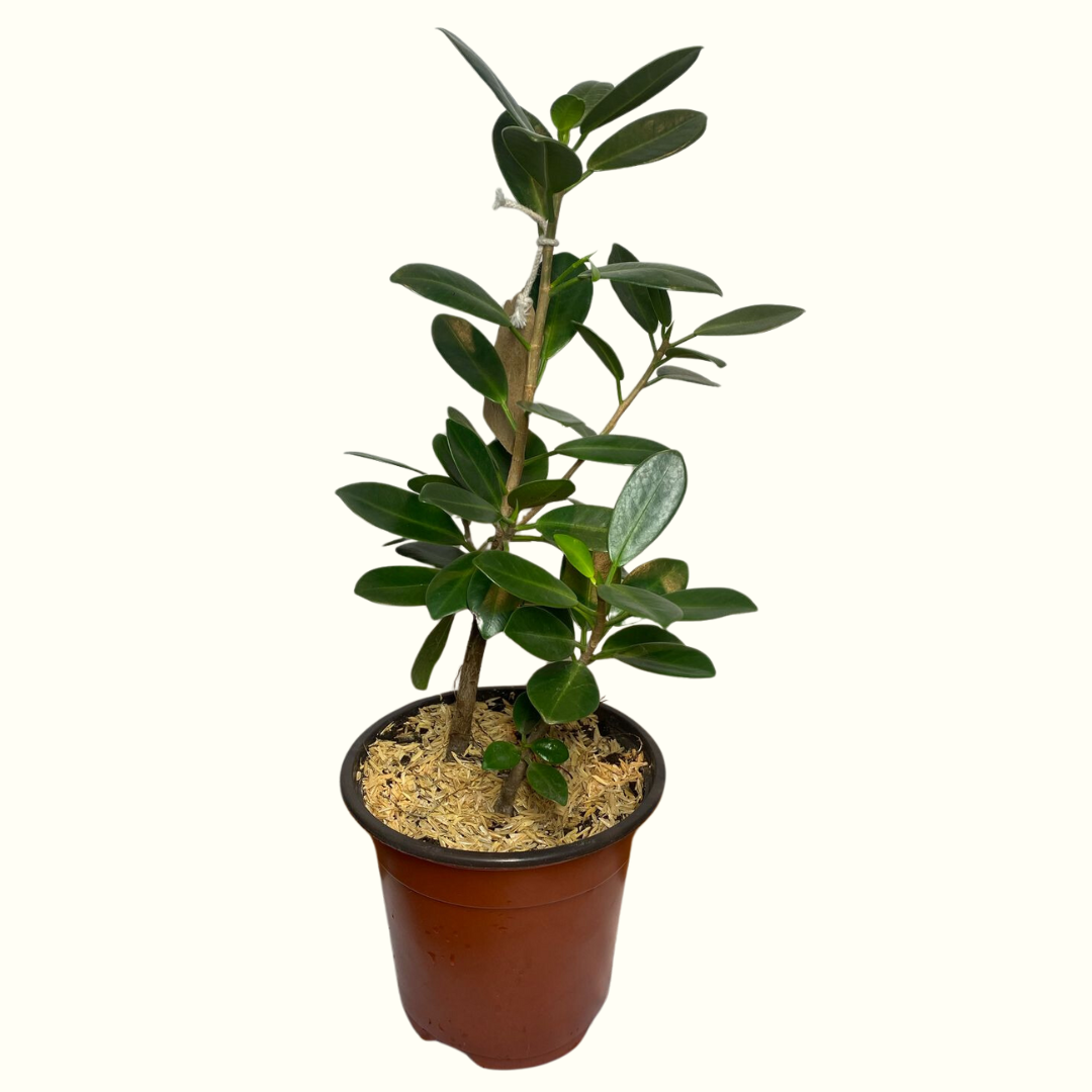 Ficus Microcarpa