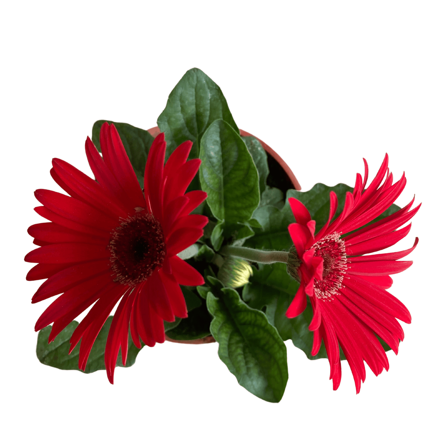 Gerbera: Colores Vibrantes y Alegría Florar en tu Hogar