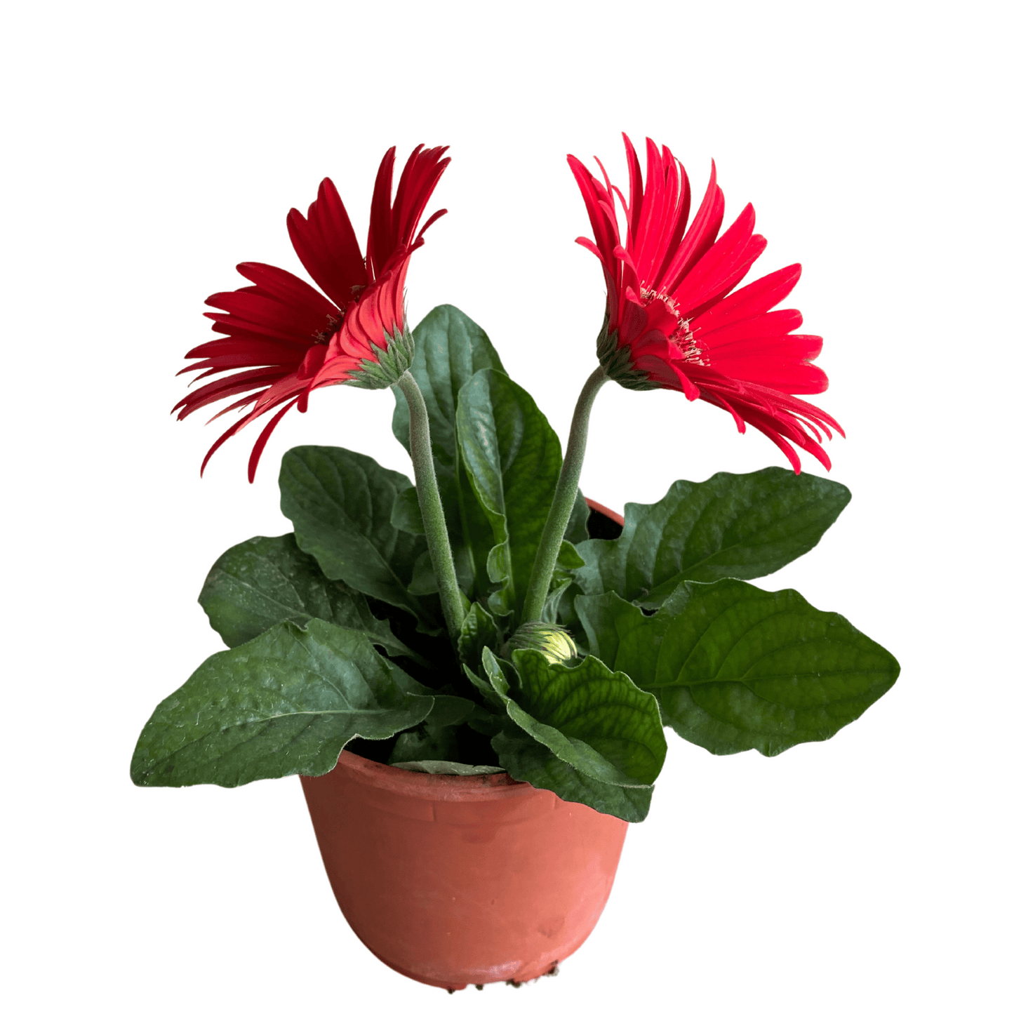 Gerbera: Colores Vibrantes y Alegría Florar en tu Hogar