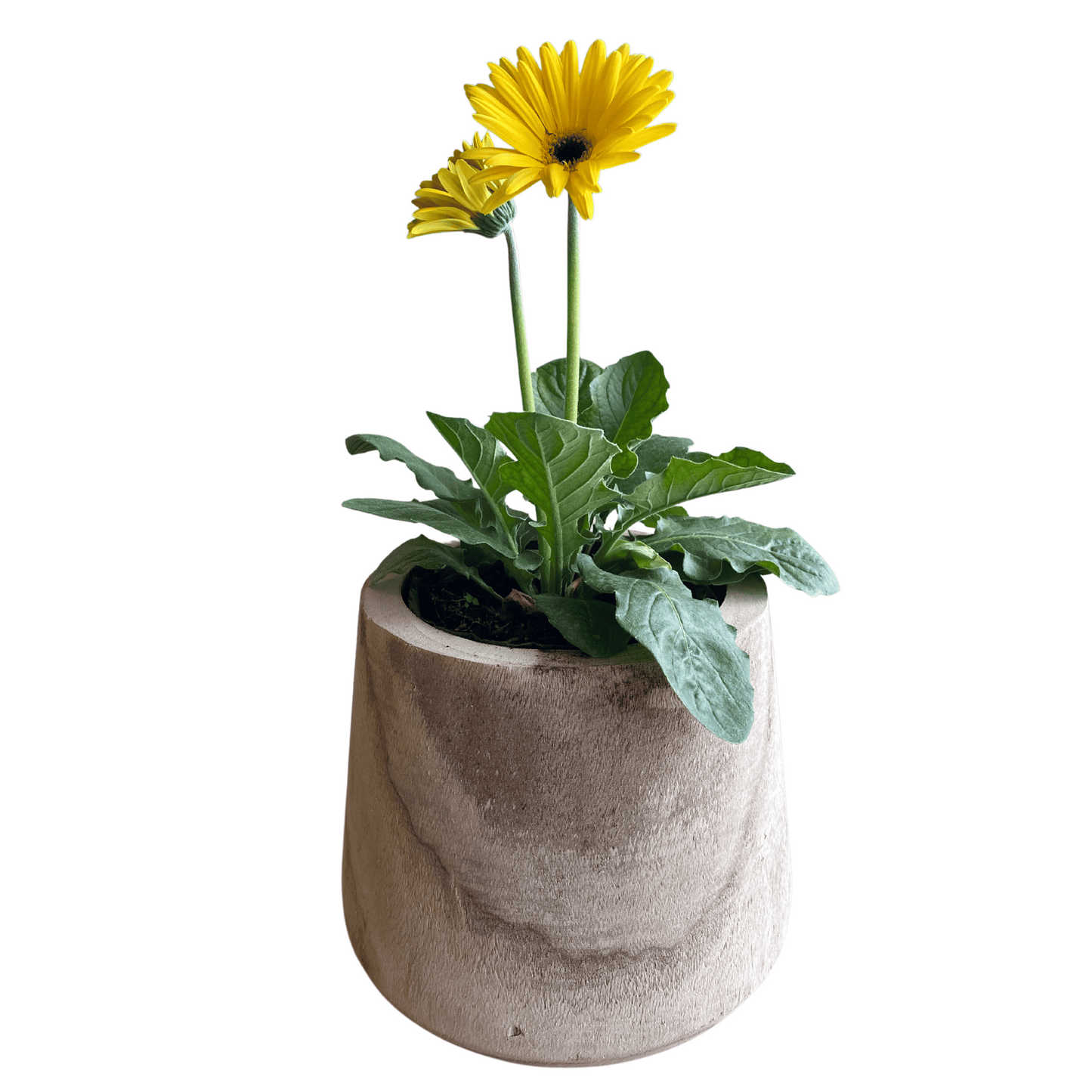 Gerbera: Colores Vibrantes y Alegría Florar en tu Hogar