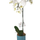 Arreglo de Orquídea Blanca