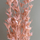 Nigella Orientalis Racimo Flores Preservadas
