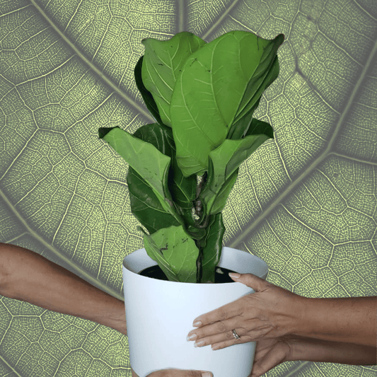 Plantanáticos al Rescate: 10 Tips para Mantener Feliz a tu Ficus Lyrata