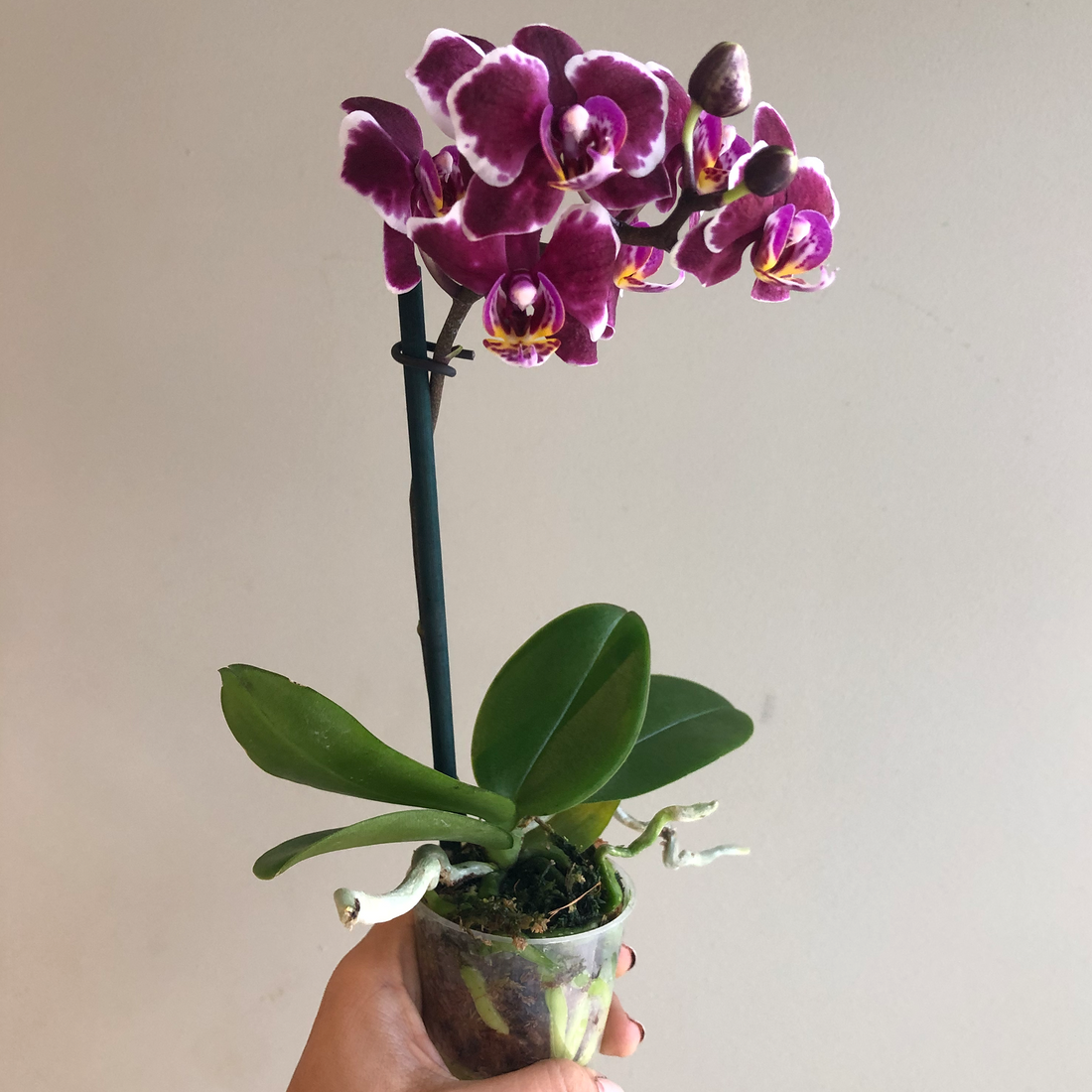Guía de Cuidados para Orquídeas Phalaenopsis