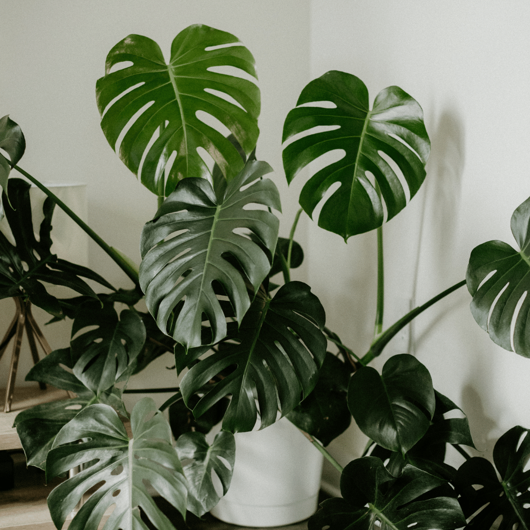 La Monstera Deliciosa, una planta que le hace honor a su nombre