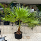 Palma Washingtonia