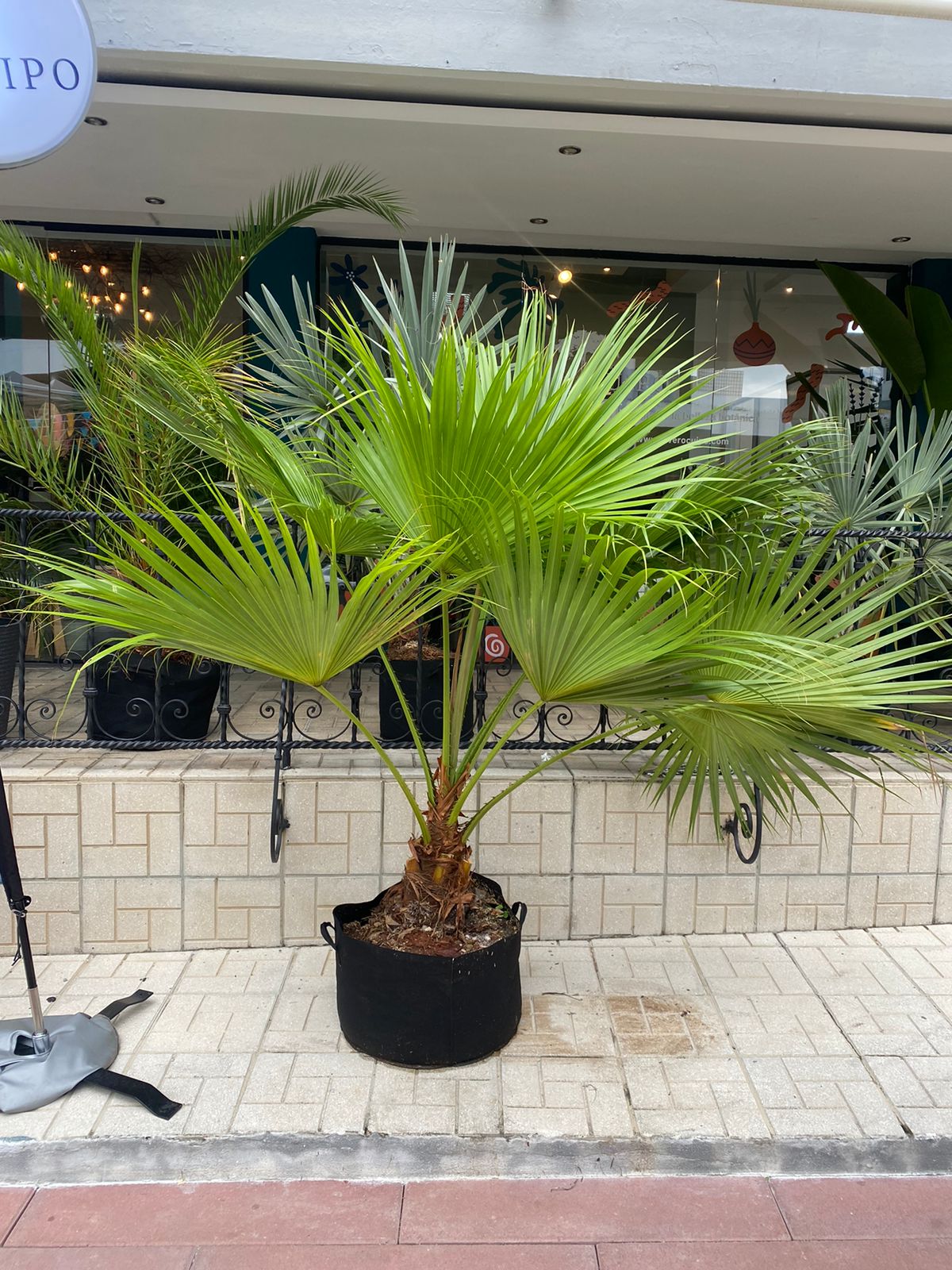 Palma Washingtonia