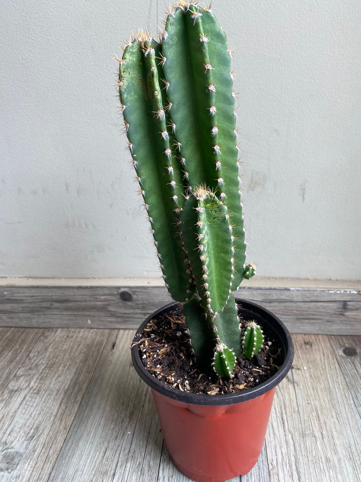 Cactus Cereus Jamacaru