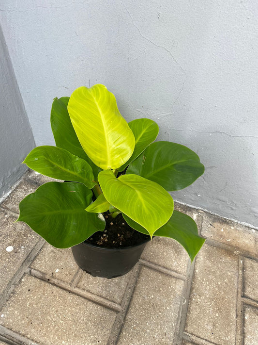 Philodendron Moonlight