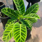 Calathea Zebrina