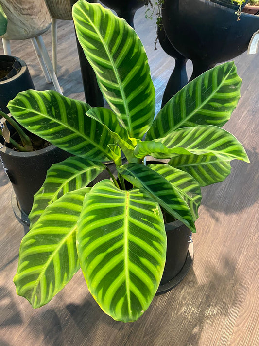 Calathea Zebrina