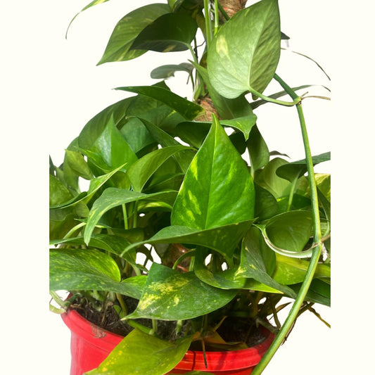 Pothos en canasta con tutor