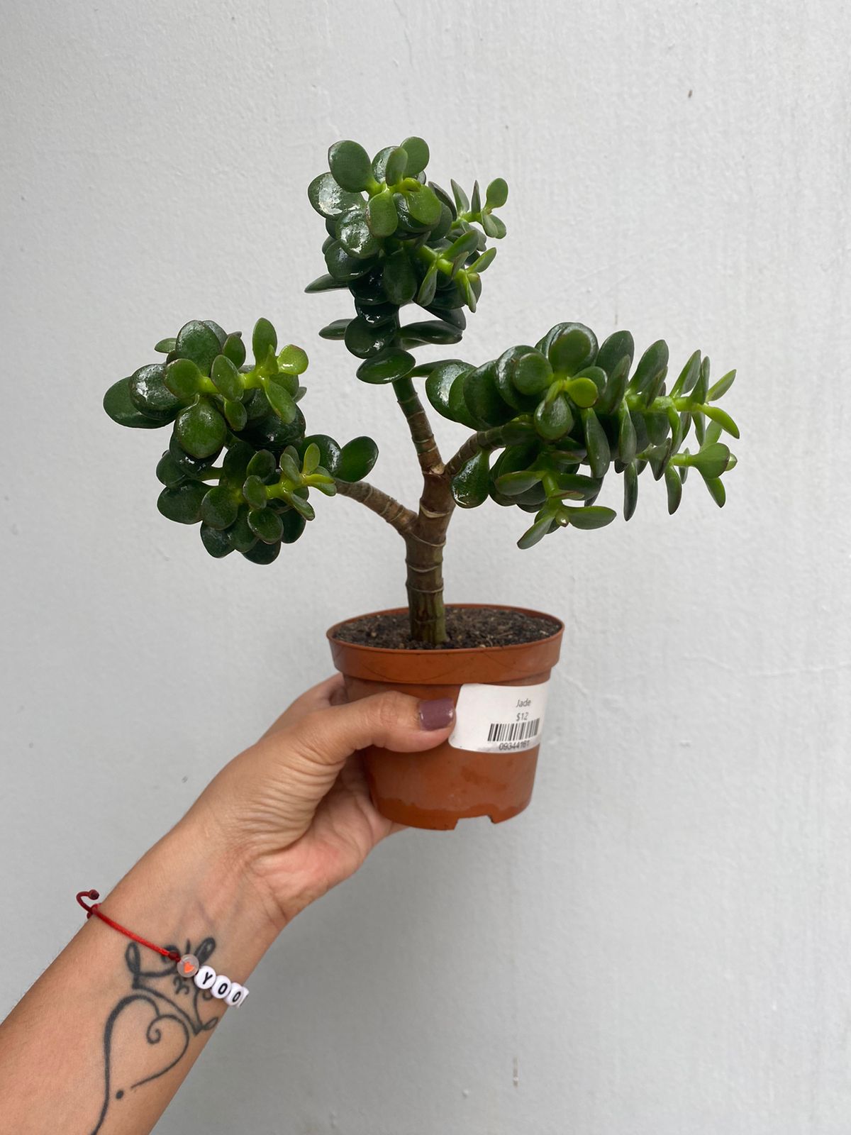 Portulacaria Afra (Monedita)