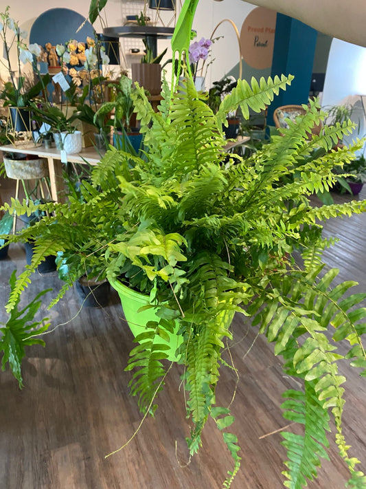 Helecho Boston "Nephrolepis exaltata"