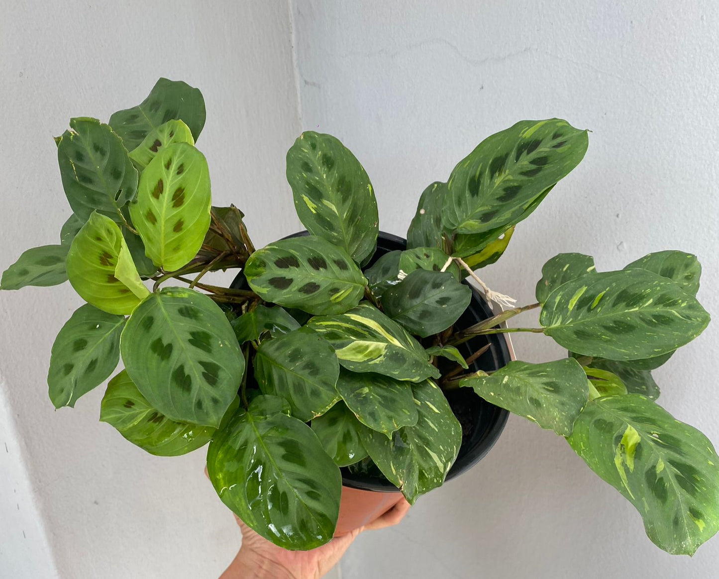 Maranta Kerchoveana Variegada