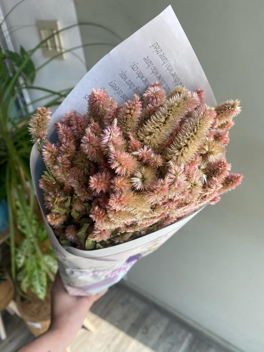Celosia- Pink Spikelets