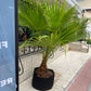 Palma Washingtonia