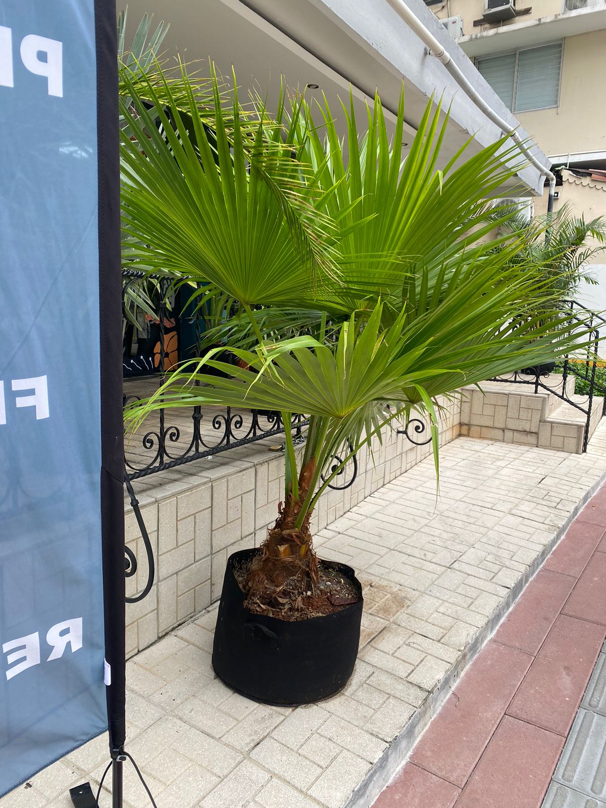 Palma Washingtonia