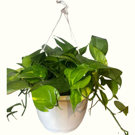 Pothos en Canasta