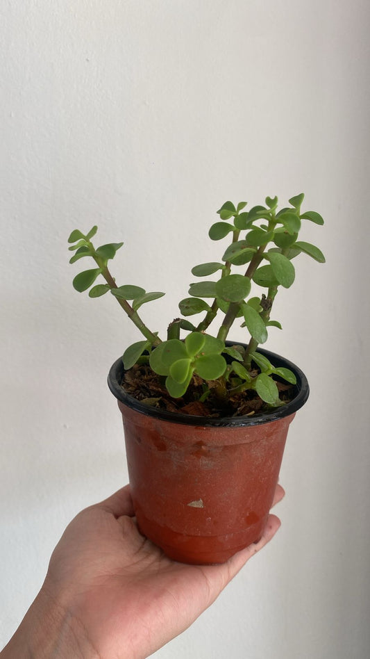 Portulacaria Afra (Macho)