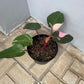 Philodendron Pink Princess Marble