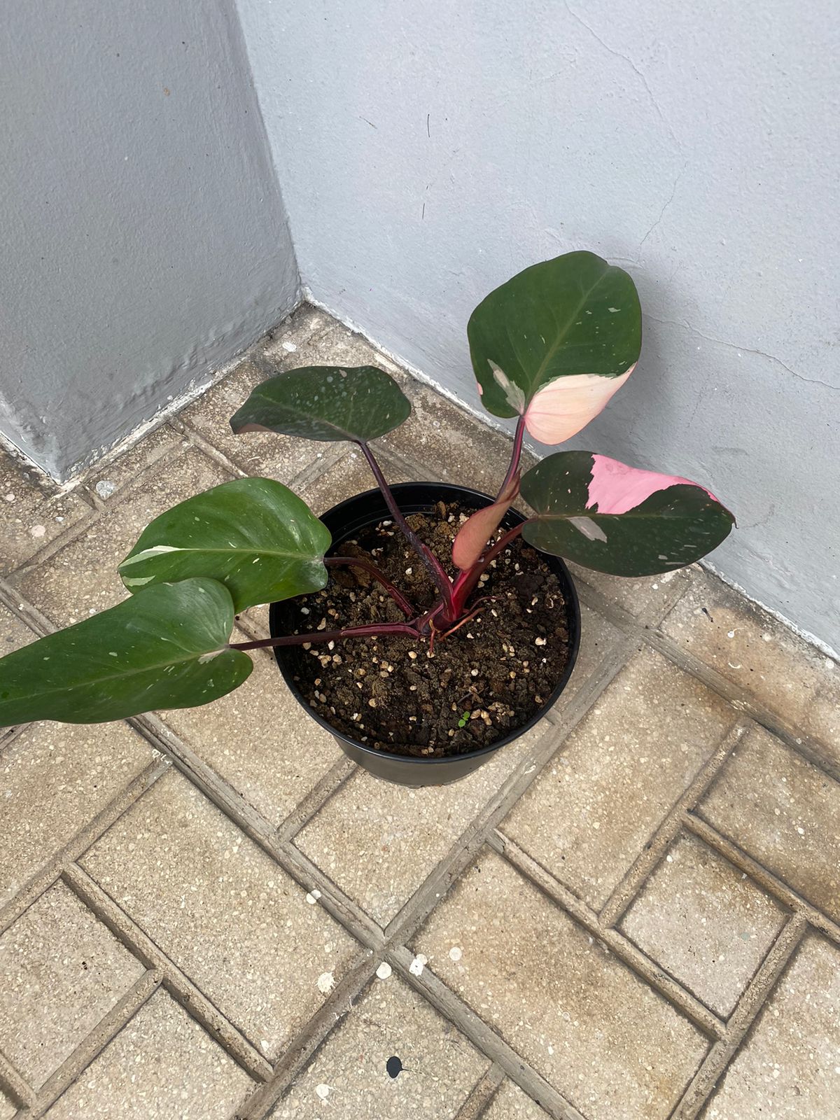 Philodendron Pink Princess Marble