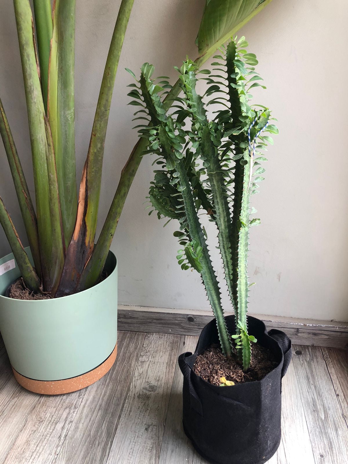 Cactus Euphorbia Trigona