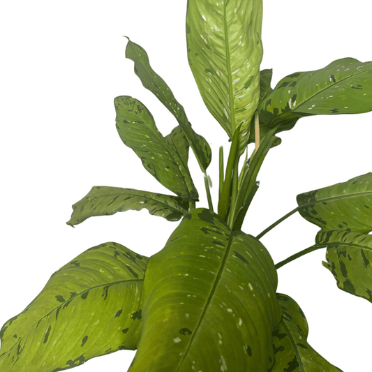 Dieffenbachia Camouflage - Planta Tropical de Interior con Hojas Decorativas