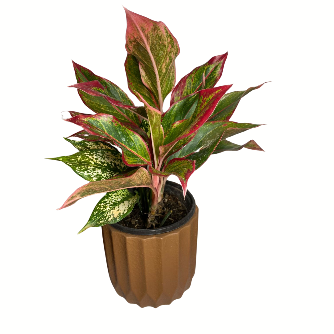 Aglaonema Variadas