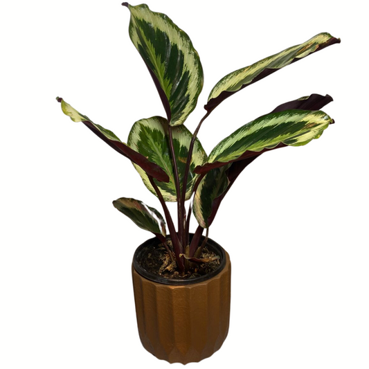 Calathea Medaillon