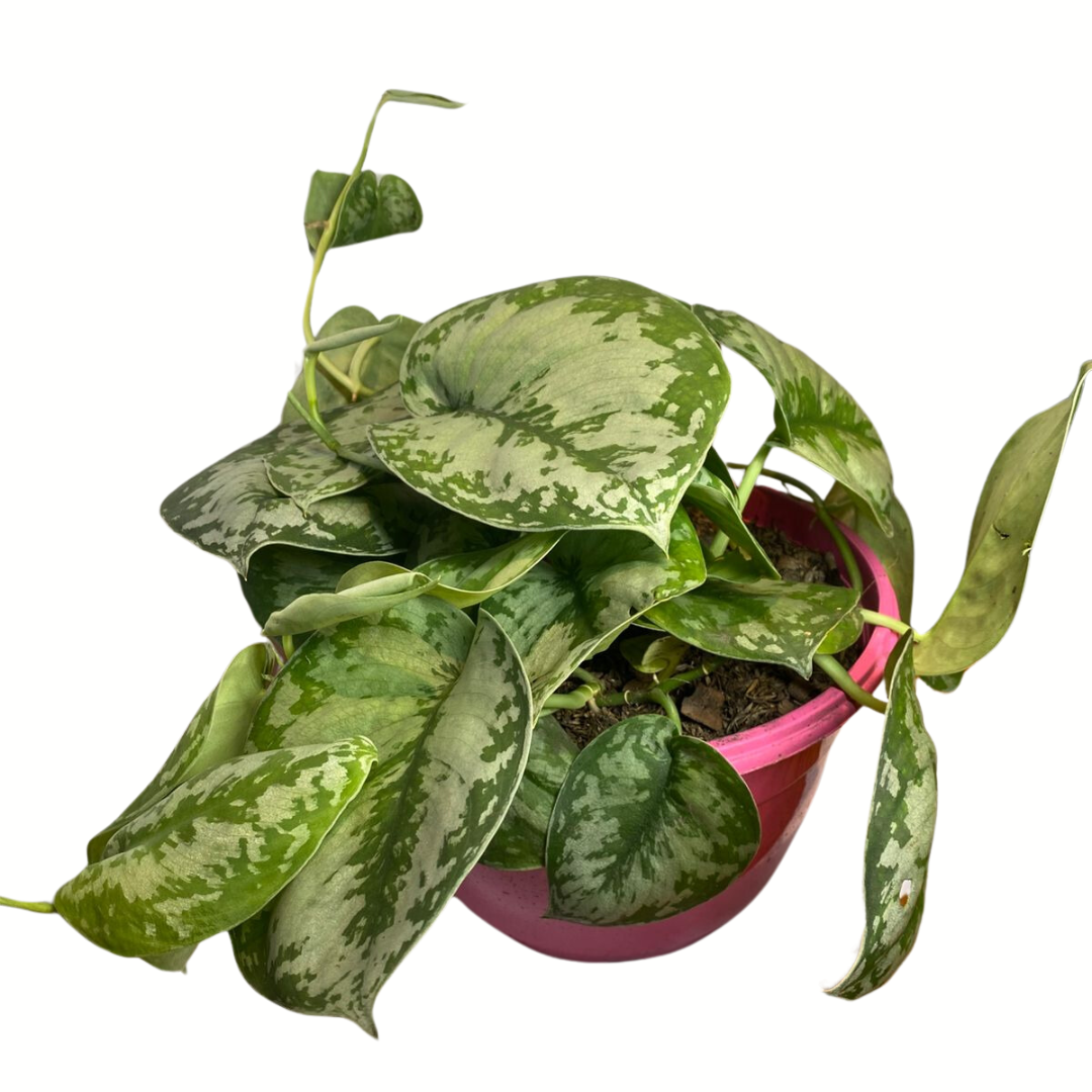 Pothos Scindapsus