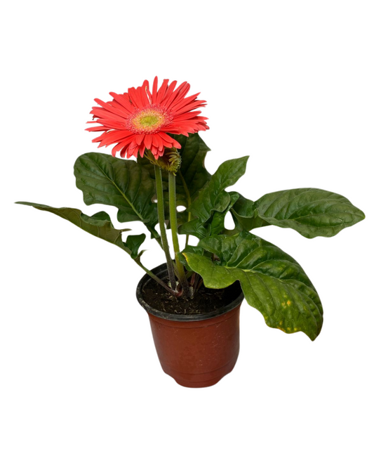 Gerbera: Colores Vibrantes y Alegría Florar en tu Hogar