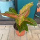 Aglaonema Rosada Big Roy