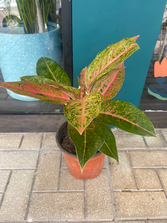 Aglaonema Rosada Big Roy