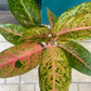 Aglaonema Rosada Big Roy