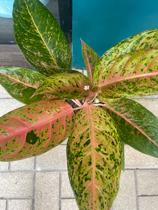 Aglaonema Rosada Big Roy