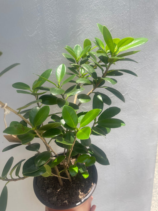 Ficus Microcarpa