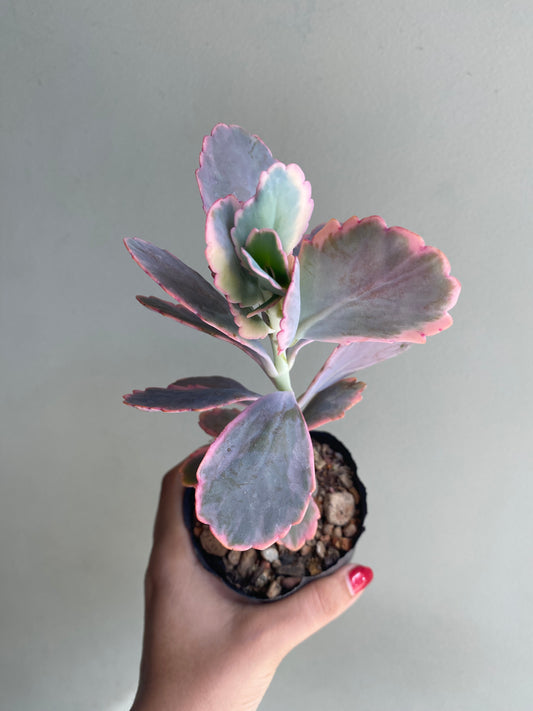 Kalanchoe Fedtschenkoi