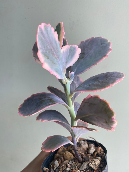 Kalanchoe Fedtschenkoi