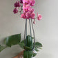 Orquídea de dos varas